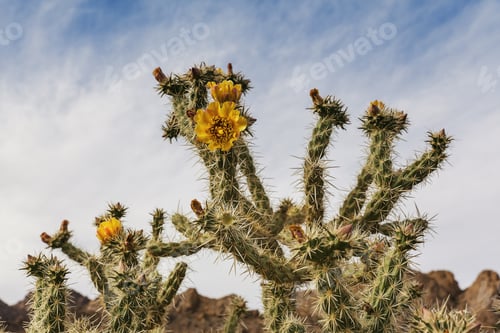 Preview: Blooming cactus in desert with a sky as background, southern Nevada, USA