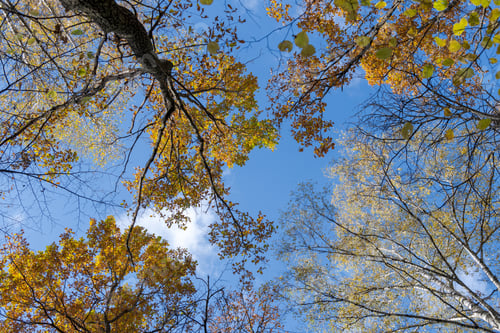 Preview: Frame from autumn treetops against blue sky
