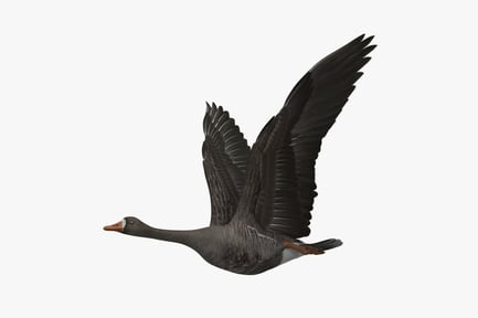 Preview: Flying Greater White-fronted Goose