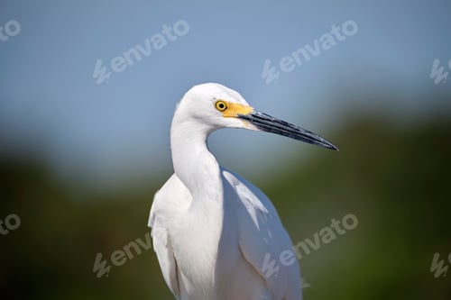 Preview: White heron wild sea bird, also known as great egret on seaside in summer