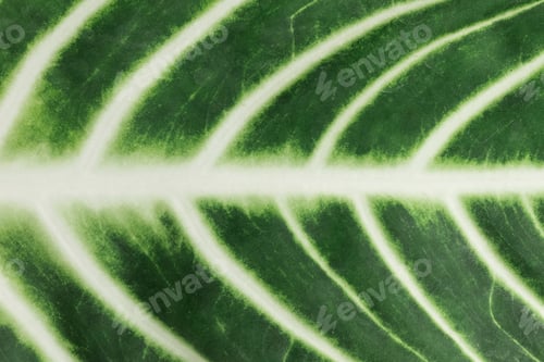 Preview: Tropical Alocasia leaf vein patterned background