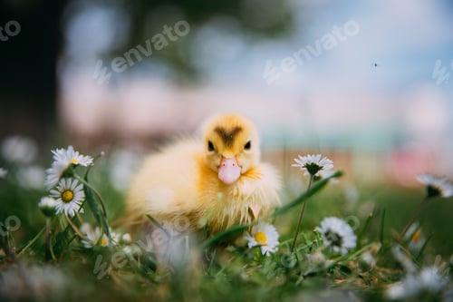 Preview: Baby Duck