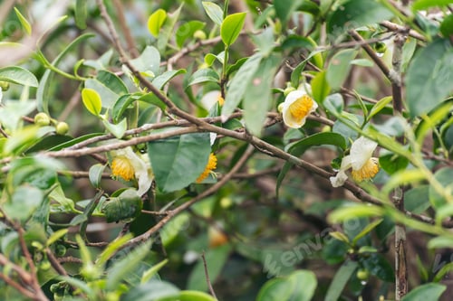 Preview: Green tea tree leaves field plant in camellia sinensis organic farm. Close up Tree tea plantations
