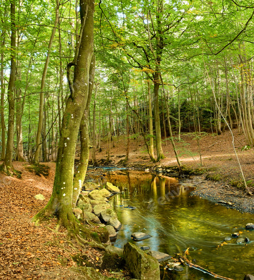 Preview: Hardwood forest - Denmark. Hardwood forest uncultivated - Denmark.