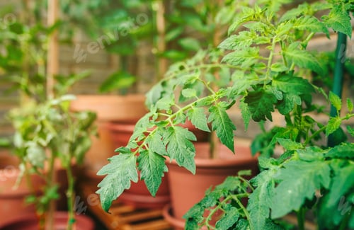 Preview: Tomato plant leaves growing on ceramic pots on a vegetable garden in balcony