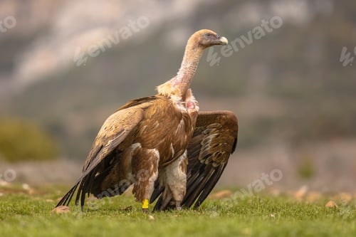 Preview: Griffon vulture on ground