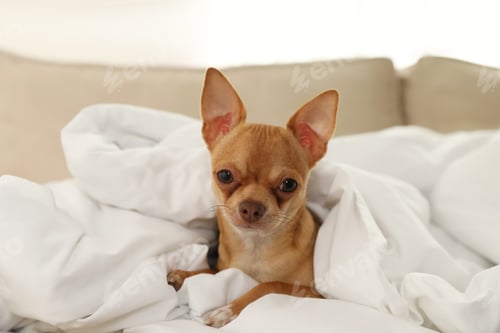 Preview: Cute Chihuahua dog under blanket at home