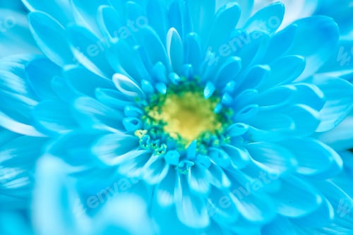 Preview: Close-up of vibrant blue chrysanthemum with soft focus and bright center