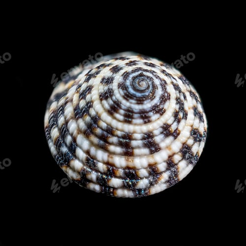 Preview: Architectonicidae, the staircase shells or sundials on black background