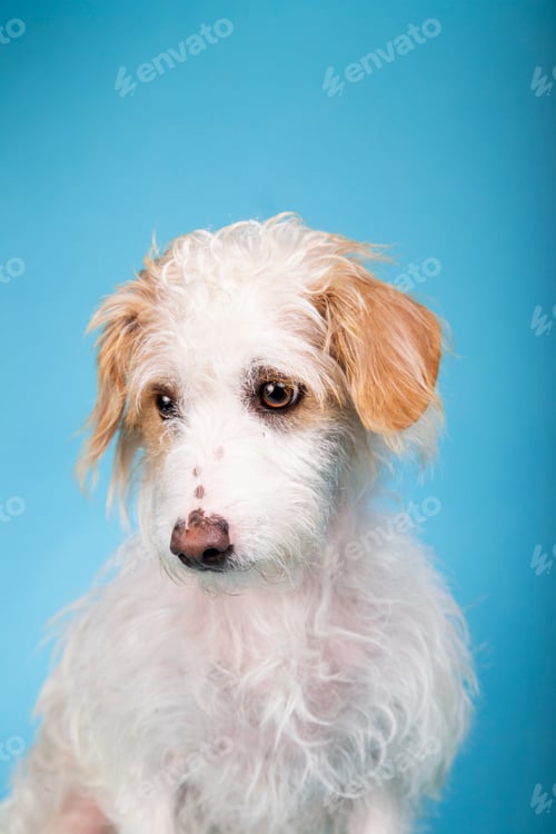 Preview: Beautiful mixed breed dog with sad face looking sideways on blue background