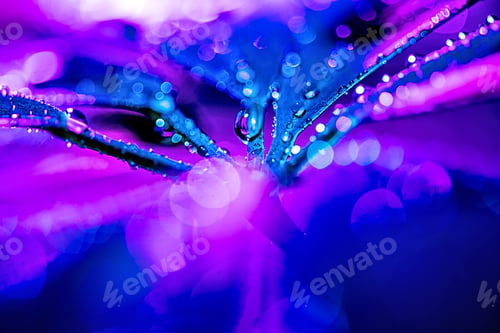 Preview: selective focus of texture with blue schefflera leaf with pink drops