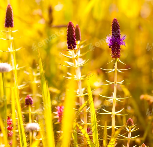 Preview: Beautiful wild flowers in a meadow, Flower background.