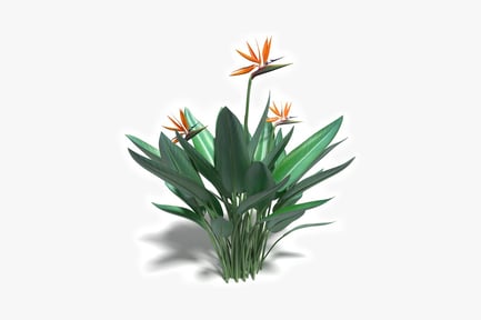 Preview: Strelitzia reginae with six leaves and orange inflorescences