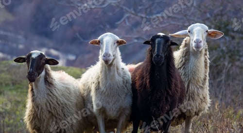 Preview: Sheep farm. Flock of sheep white and one black color animal looking at the camera, winter day