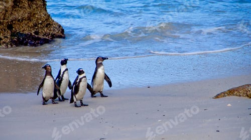 Preview: African Penguin, Table Mountain National Park, South Africa