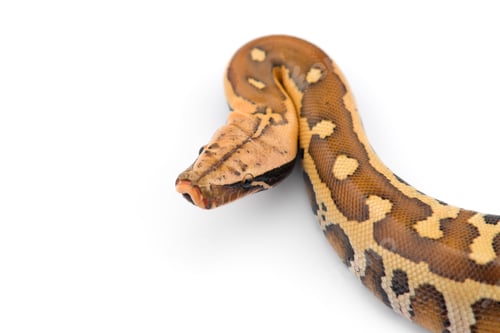 Preview: Sumatran Short Tail Python isolated on white background