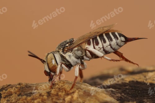 Preview: Detailed closeup on a female of the Mediterranean Thorn-tailed sharptail bee, Coelioxys acanthura
