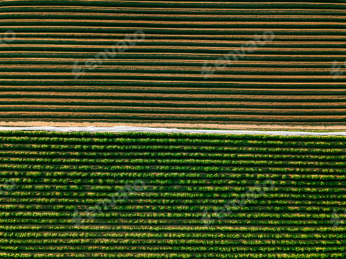 Preview: Aerial view of potato rows field in agricultural landscape