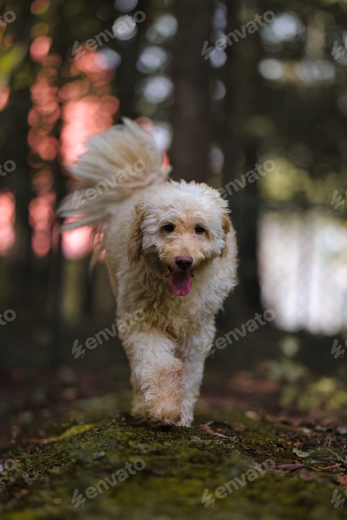 Preview: Vertical shot of a doodle breed dog walking in the forest with its tongue out