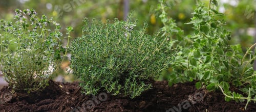 Preview: Culinary medicinal herb. Thyme, oregano, savory. Fresh aromatic, therapeutic plant in soil, close up