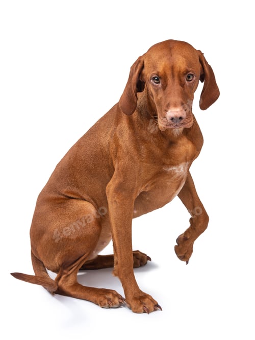Preview: Hungarian vizsla dog isolated