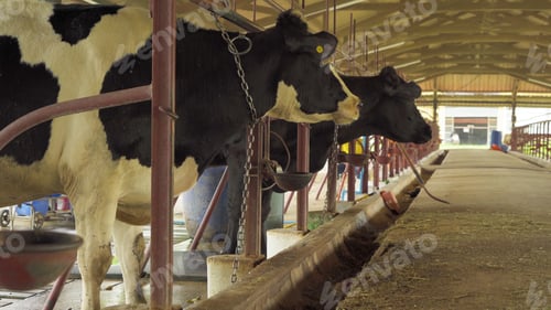 Preview: Cows eating rice and grass field, Thailand in travel vacation concept. Animals in agriculture farm.