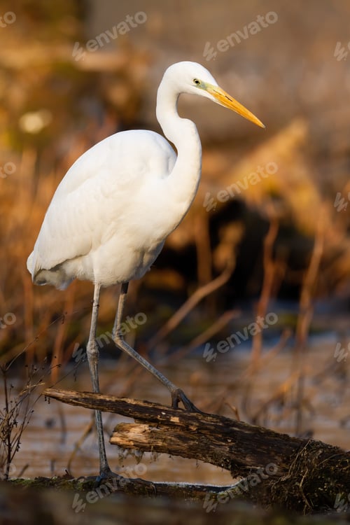 Preview: Great egret hunting in water in sunny vertical shot