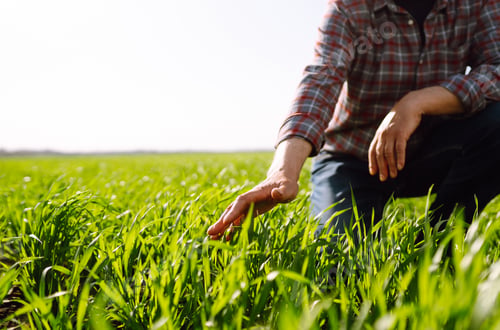 Preview: Green wheat seedlings in hands of a farmer. Male farmer looking at the produce before harvesting.