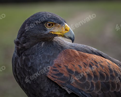 Preview: Hawk perched on a tree branch.