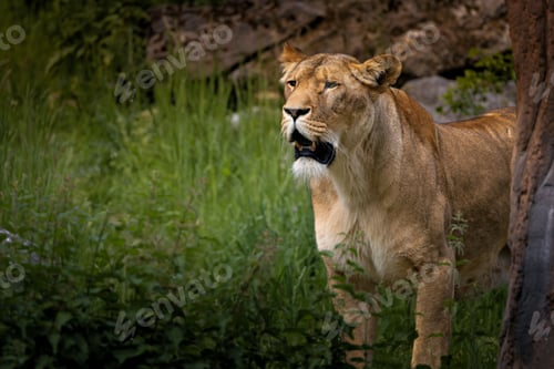 Preview: Majestic lioness standing in lush green foliage in a natural habitat