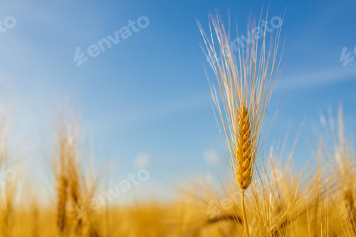 Preview: Yellow agriculture field with ripe wheat and blue sky