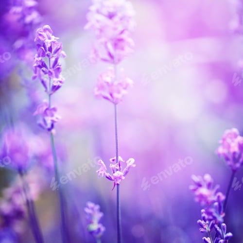 Preview: Lavender flower field, image for natural background, selective f