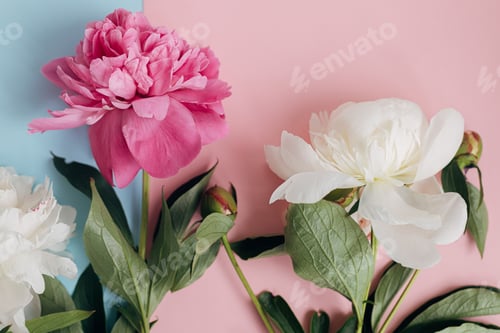 Preview: Modern peonies composition on pastel blue and pink paper, flat lay. Creative floral image