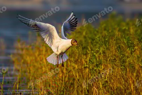 Preview: Black-headed gull flying over green vegetation and water during summer evening
