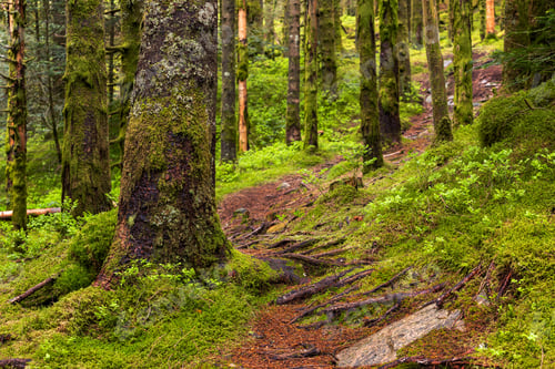 Preview: Dirt Trail In a Spruce Forest