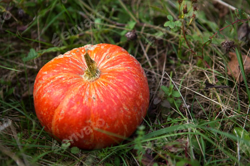 Preview: Orange round pumpkin on green grass. Autumn harvest festival, Halloween, thanksgiving