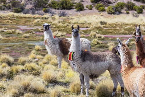 Preview: Llama