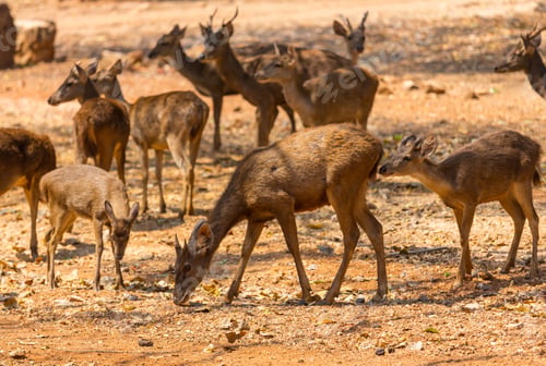 Preview: Deer in Thailand