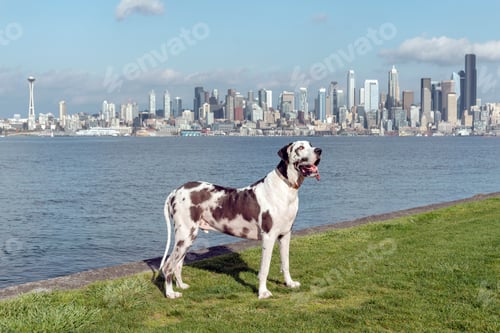 Preview: Great dane with full Seattle skyline and Elliott Bay