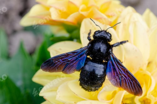 Preview: Closeup of a carpenter bee on a yellow flower.