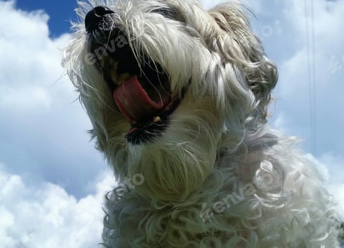 Preview: Yawning small white dog outdoors with blue sky on cloudy day in minimalism.