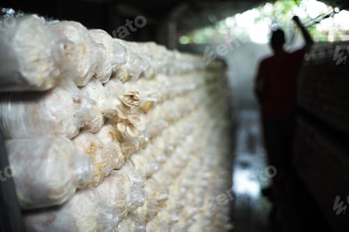 Preview: Selective focus on the mushroom grows from the plantation bag with silhouette of worker background.