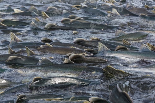 Preview: Spawning salmon