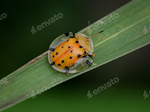 Preview: turtle bugs