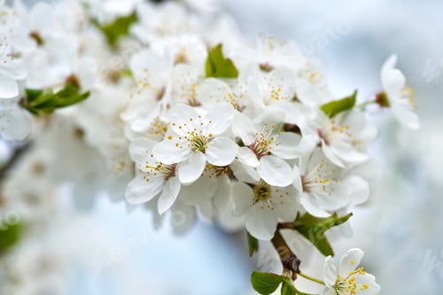 Preview: Flowers bloom on a branch of cherry against blue sky