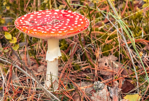 Preview: Vibrant Amanita Muscaria Mushroom