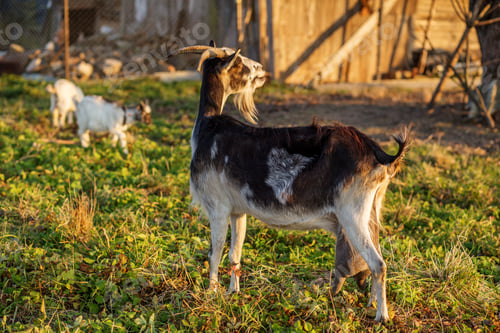 Preview: Goats grazing near wooden barn on sunny farm. Agritourism