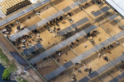 Preview: Commercial cattle stockyard with meat cows in rural Florida.