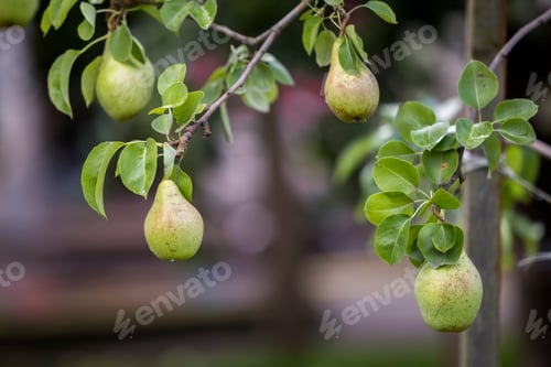 Preview: Close-up bunch of beautiful green pears hanging ripening on tree branch