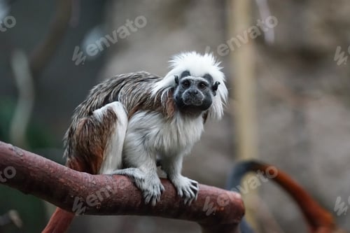 Preview: Black and white color small monkey Oedipus Tamarin in the zoo, seating on the tree and looking in to